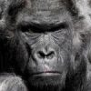 Top scientist who claims human-chimp hybrids were born in Florida says we could soon crossbreed with all great apes gorilla-752875__480-150x1-4c97809497228b67d71c18cbd9fde6871eb9a7f3