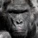 Top scientist who claims human-chimp hybrids were born in Florida says we could soon crossbreed with all great apes gorilla-752875__480-150x1-4c97809497228b67d71c18cbd9fde6871eb9a7f3