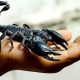 You Don’t Want To Get Stung By These Guys: The 6 Worst Scorpions In The World you-dont-want-to-get-stun-04b1d3cc198b46a8aec0b0fbbbdcb35b98d7f10b