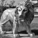 Prophetic Act? USA Gives ‘Lion of Judah’ to Israel lion-2720157__480-150x150-a64c900424188eca38f3e09af32d16c8ae5dea0f