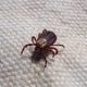 Deadly ‘tick’ virus Outbreak leaves 19 dead amid desperate scramble to contain spreading mite-2151688__480-150x150-6c8117c2cf8ed3ace80d01e946e5295fff121e6d
