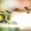 How to Treat Bee Stings eric-ward-299684-8663a6f1254779a2f8b56b378338133d6068e9d1