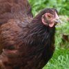 City Issues Arrest Warrant, Fines Woman $6,000 For Backyard Chickens dwarf-3170765_640-aa09a92a110a023ca76c283365af60fd5c2a3efa