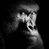 Brickbat: Damn Dirty Ape media.reason.comgorilla_8-01abbf10cd9362c50e90c8526c04f98da90c957c
