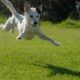 Why Christians Desperately Need to Stop Chasing an Experience dog-chase-150x150-202399dc46031023c7236faf2ed63b640936bf30