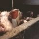 Pig with ‘human-like’ face latest shocking mutation in Argentina… pexels-photo-66627-150x15-b279f19c3c9c0e1a98d29ac07e5c34184f43a44e