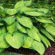 5 Herbs Every Homesteader Needs In Their First-Aid Kit plantain-lily-2370852_640-01a2e5b29f2e10bc161b63c8506c2af459997b7a
