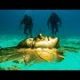 AMAZING THINGS SCIENTISTS FOUND IN THE OCEAN! default-0ace81f0a6d652dd22739a98b16ad5690c64ccc6