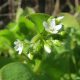 It’s The Annoying-But-Edible Weed That Could Extend Your Life claytonia-perfoliata-8552-234f385c5a3f60950b254b7aca856fbe47430dd0